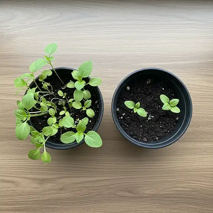 Choosing the Right Containers for Small-Space Gardening 5 Overcrowded container versus properly spaced plants in small-space gardening