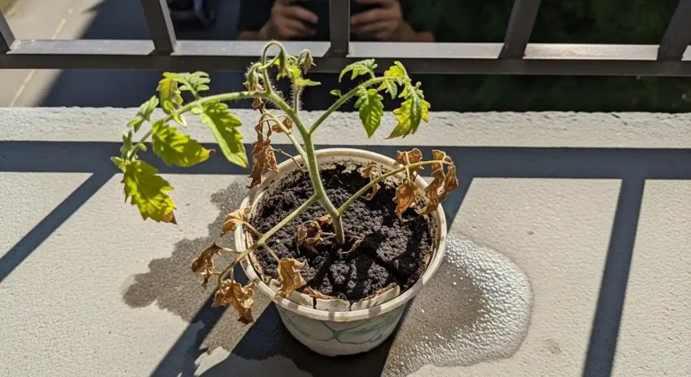 Common Container Gardening Mistakes shown in dying balcony tomato plant
