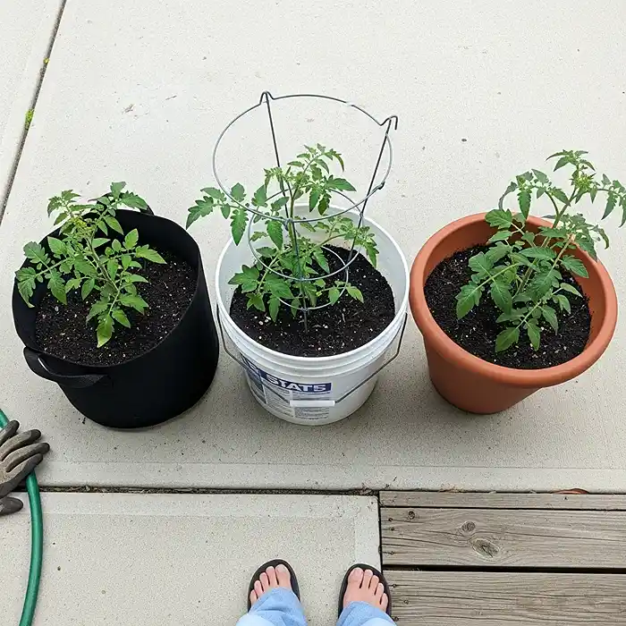 Best Tomato Varieties for Container Gardening 4 Best tomato varieties for container gardening