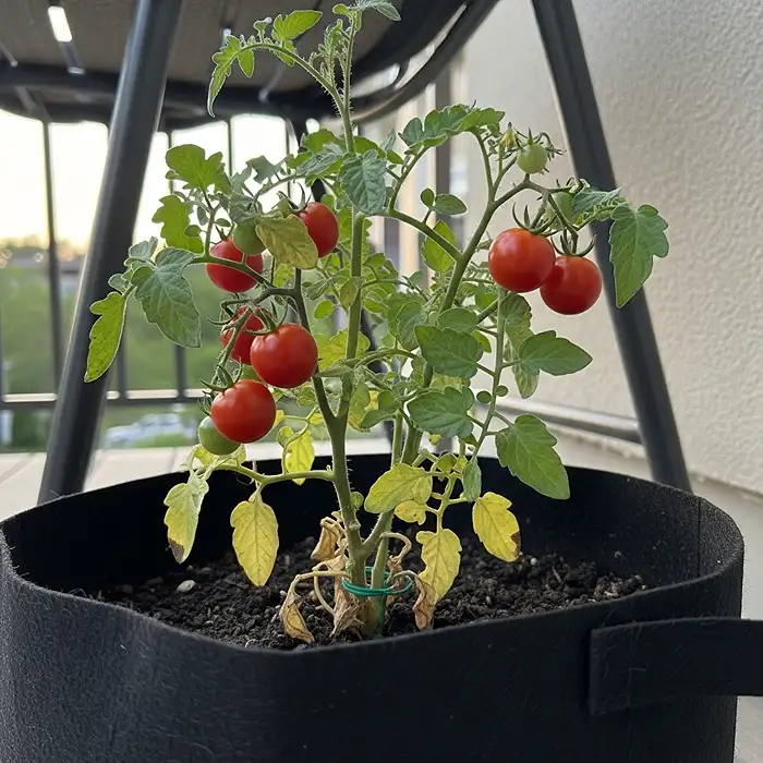 Determinate cherry tomatoes growing successfully in container for beginners
