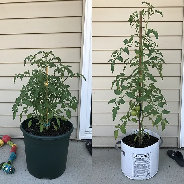 Best Tomato Varieties for Container Gardening 2 Determinate vs indeterminate tomato plants growing side by side in containers