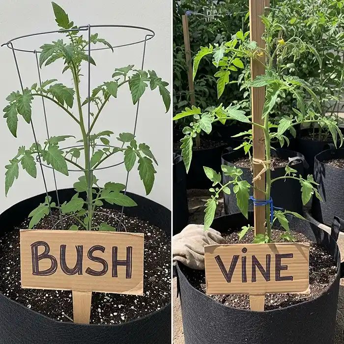 How to Grow Tomatoes in Containers 2 Determinate vs indeterminate tomato plants in different container sizes=