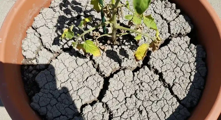Failing tomato plant in pot with compacted garden soil pulling away from edges