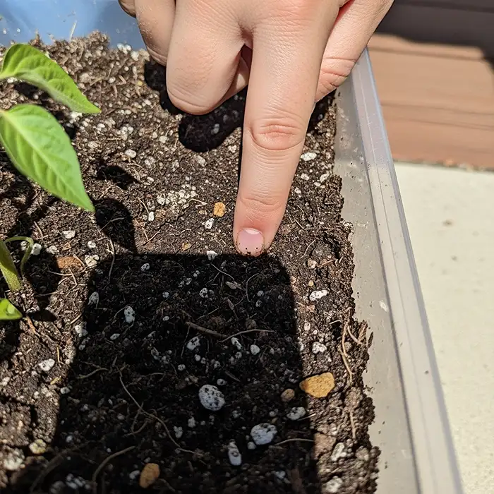 Finger test checking soil moisture in container garden pot