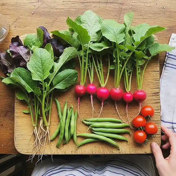 First harvest from container garden vegetables grown in pots