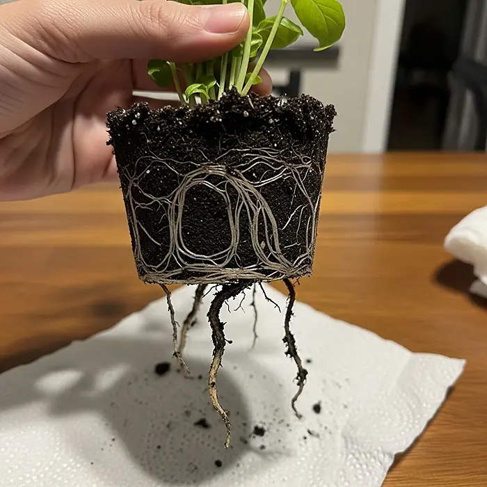 Common Problems Growing Herbs in Pots 2 Herb root rot showing brown mushy roots pulled from pot