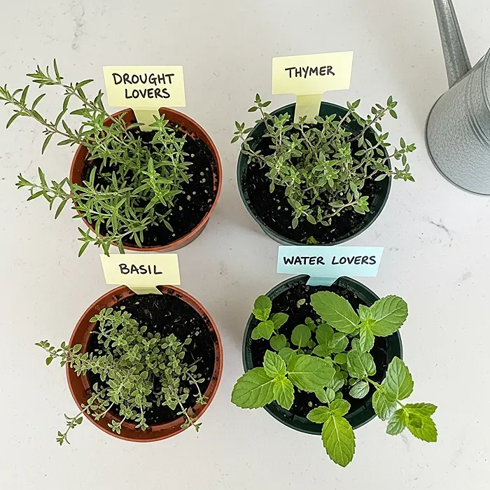 Common Problems Growing Herbs in Pots 5 Herbs grouped by water needs in separate container pots