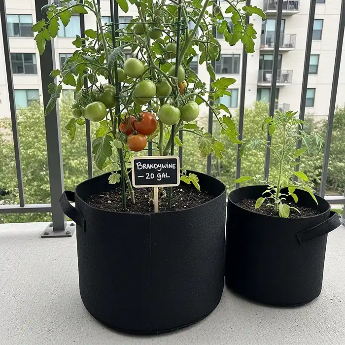 How Big Should a Pot Be for Tomatoes? 3 Indeterminate tomato plant thriving in a 20-gallon fabric grow bag on a balcony