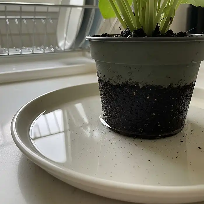Best Indoor Herbs to Grow on a Windowsill 4 Indoor herb pot sitting in water tray demonstrating bottom watering method