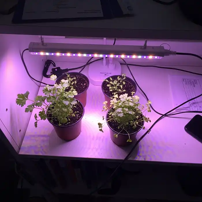 Best Herbs to Grow in Pots (Indoor & Outdoor Guide) 2 LED grow lights for herbs indoors on apartment counter setup