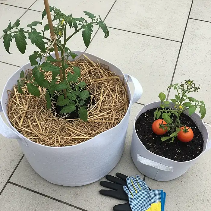Common Tomato Problems in Containers 5 Large fabric grow bag versus small pot showing container size effect on tomato growth