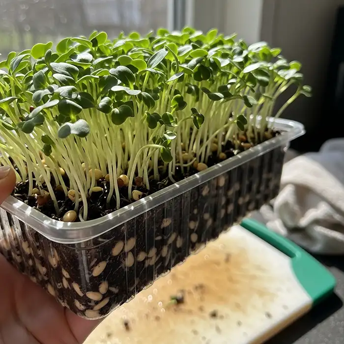 Fast-Growing Vegetables for Containers 3 Microgreens growing in shallow tray ready to harvest