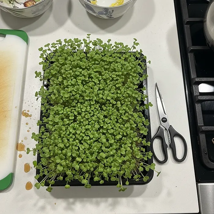 Indoor Gardening for Small Spaces 4 Microgreens ready to harvest in kitchen tray for indoor small space edible gardening