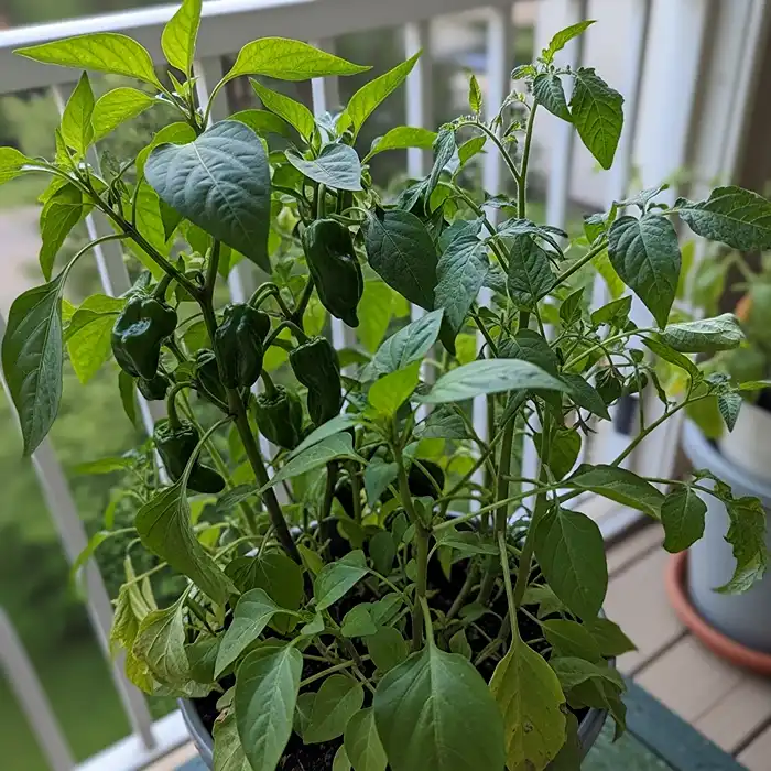 Overcrowded vegetable container gardening mistake with multiple plants competing
