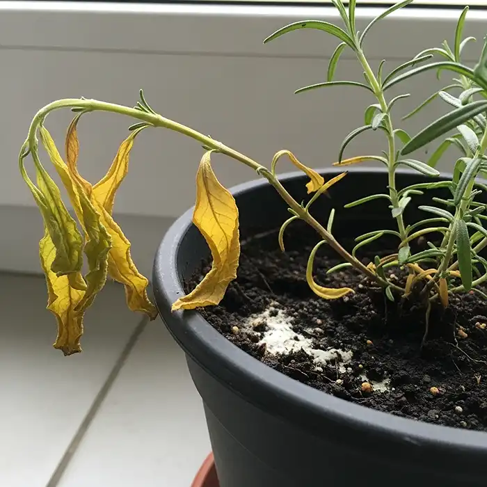 Best Outdoor Herbs for Pots and Containers