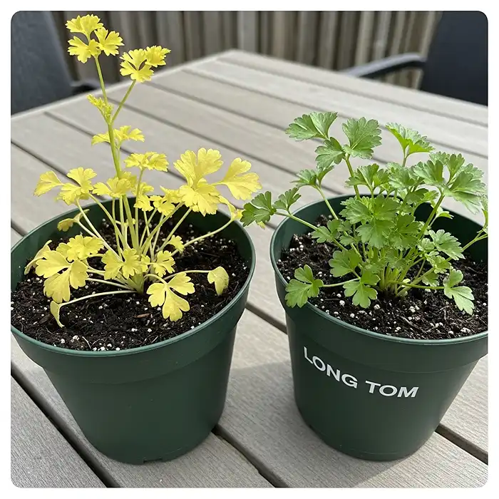 Parsley bolting in shallow pot versus healthy growth in deep container