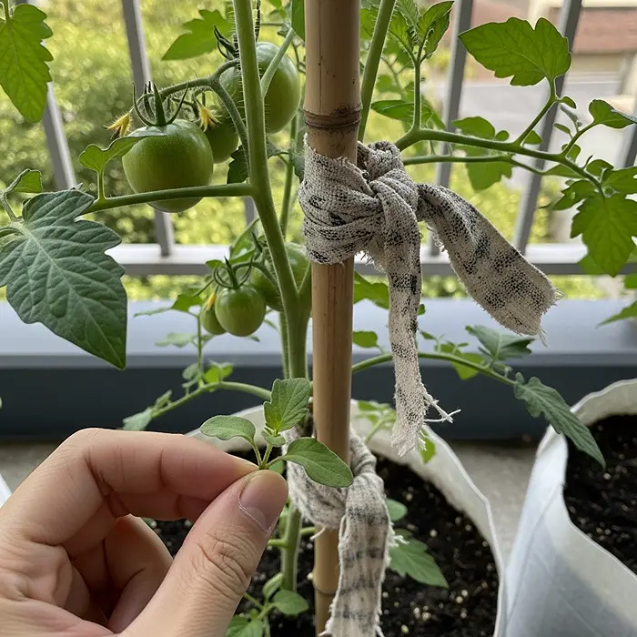 How to Grow Tomatoes in Containers 5 Pruning tomato suckers on staked indeterminate plant in container