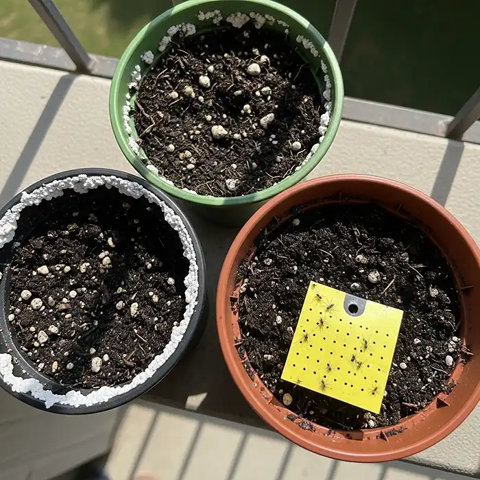 Common Problems Growing Herbs in Pots 3 Salt buildup on herb pot rim and fungus gnat sticky trap