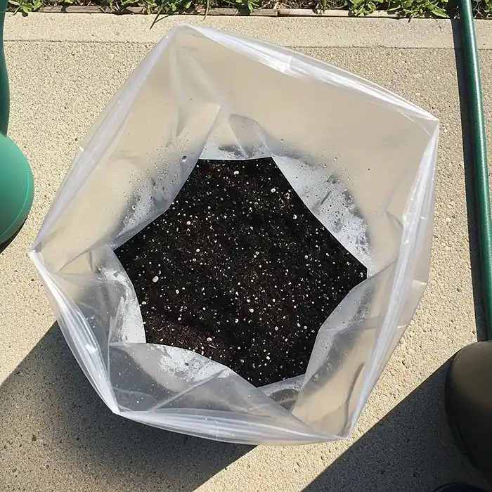 How Often Should You Change Potting Soil? 3 Soil solarization method using plastic bag in summer sunlight