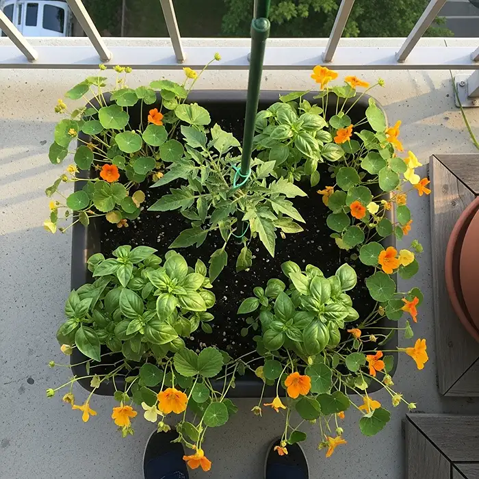 Thriller filler spiller edible container garden with tomato herbs and strawberries