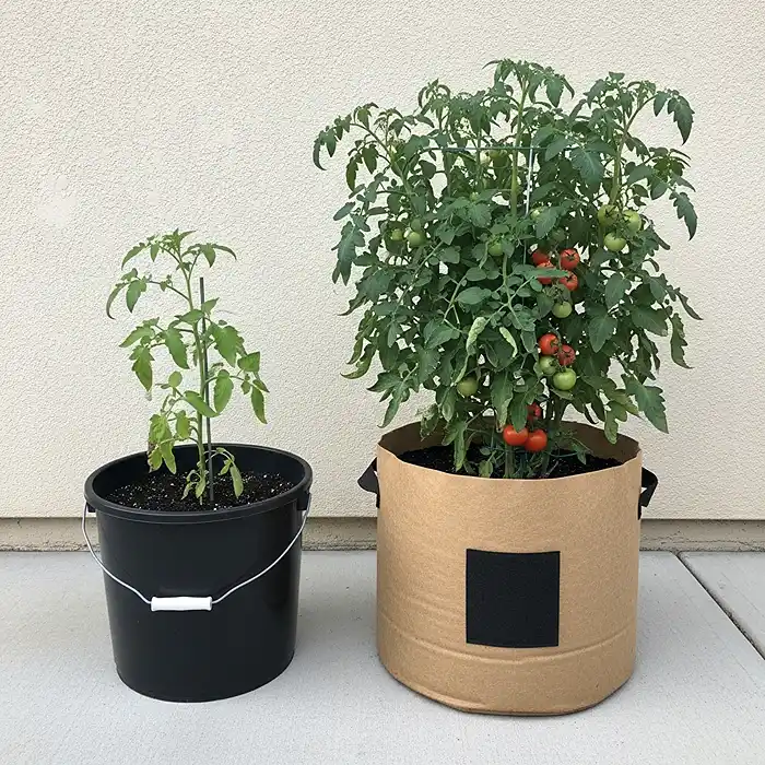 Tomato pot size comparison showing 5-gallon bucket versus 20-gallon fabric grow bag