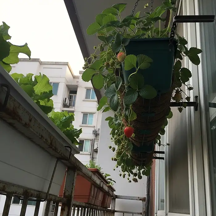 Vertical hanging basket with strawberries and herbs on apartment balcony