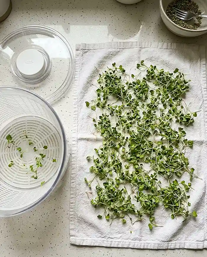 Growing Sprouts Safely at Home 5 Air drying harvested sprouts kitchen towel before refrigeration storage