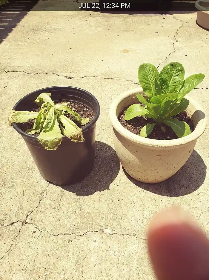 Summer Container Garden Care 2 Black plastic pot vs light ceramic pot in summer sun heat comparison