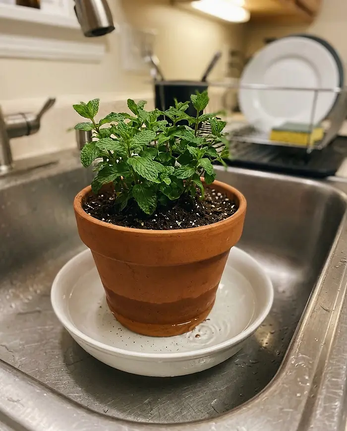 How Often Should You Water Windowsill Herbs? 5 Bottom watering potted mint herb in bowl of water for deep soil hydration