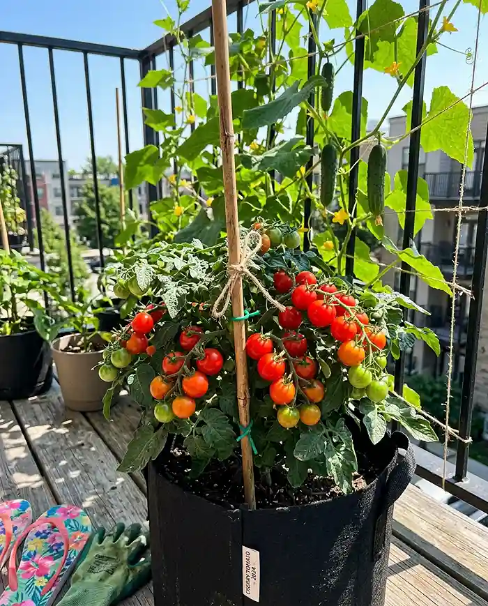 Best Plants for Small-Space Gardening by Season 4 Cherry tomato and cucumber vine growing vertically on small balcony in summer