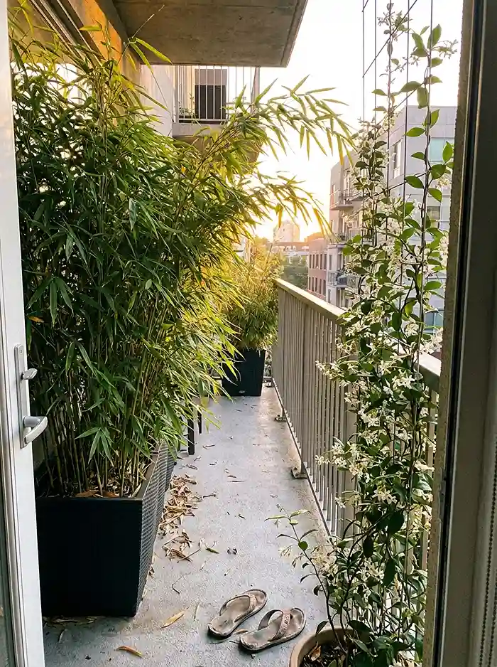 What to Grow on a Balcony 4 Clumping bamboo and star jasmine creating a living privacy screen on balcony