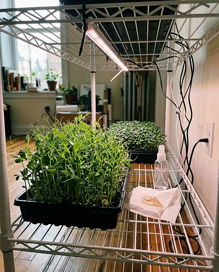 Best Microgreens to Grow Indoors for Beginners 4 DIY microgreens shelf setup with LED grow light in small apartment