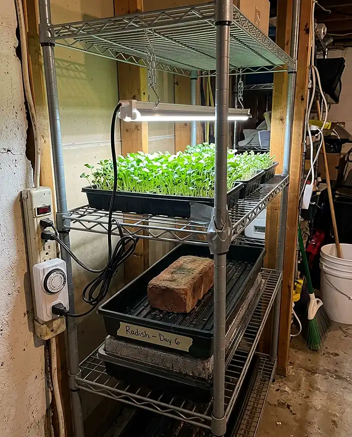 Low-Cost Microgreens System at Home 3 DIY wire shelf microgreens setup with LED shop light and blackout trays at home