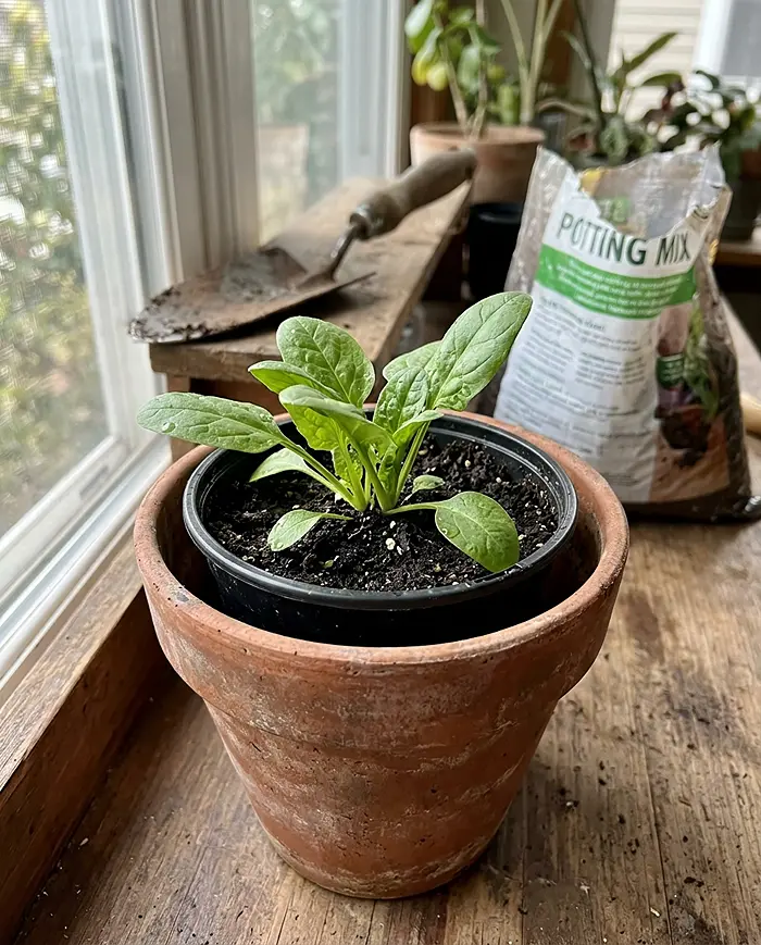10 Fast-Growing Vegetables for Small Pots 2 Double-potting method showing plastic pot inside ceramic container for insulation