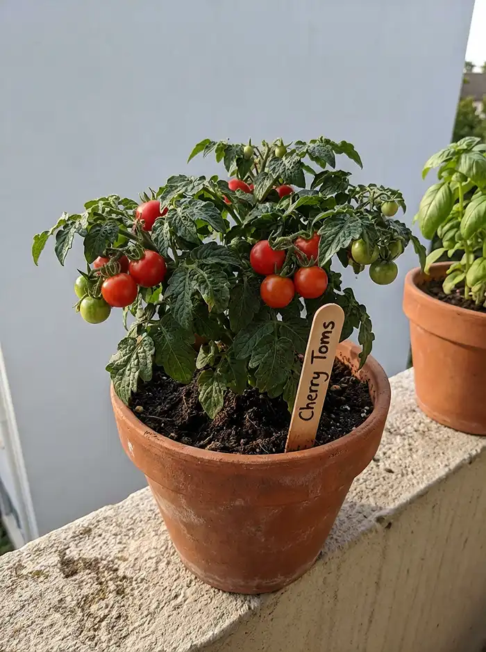 What to Grow on a Balcony 3 Dwarf cherry tomato plant fruiting in a small pot on a sunny balcony