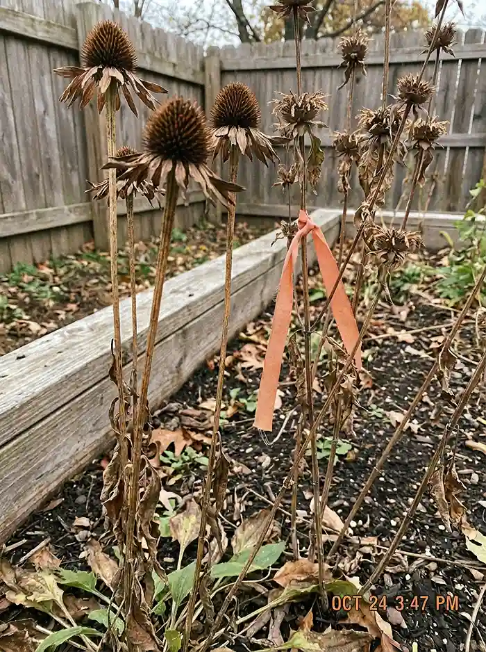 Echinacea seed heads and marked bee balm stems left standing for winter wildlife habitat