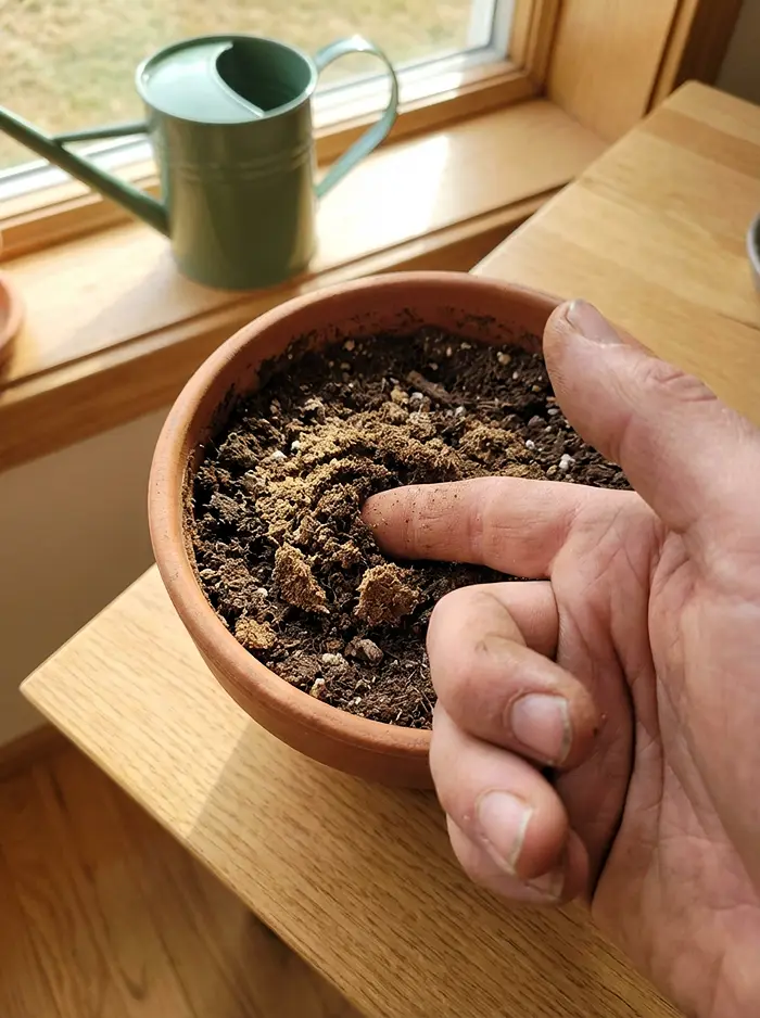 Winter Small-Space Gardening 4 Finger inserted in potted plant soil to test moisture level before watering