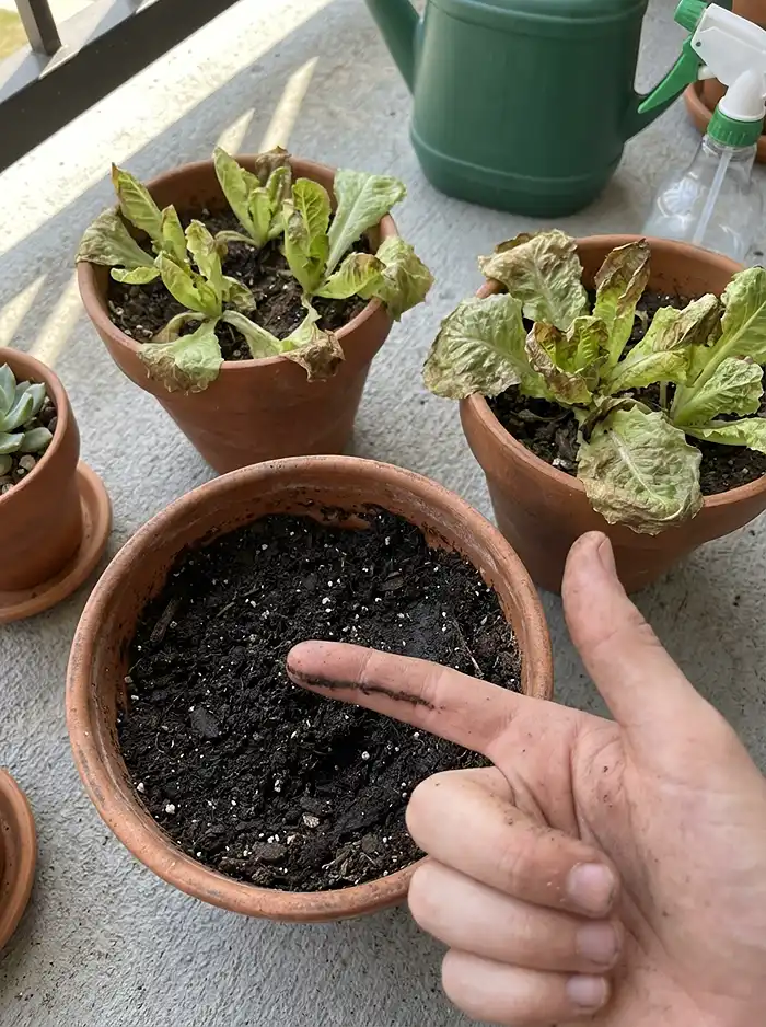 What to Grow on a Balcony 5 Finger test checking soil moisture in a balcony pot before watering