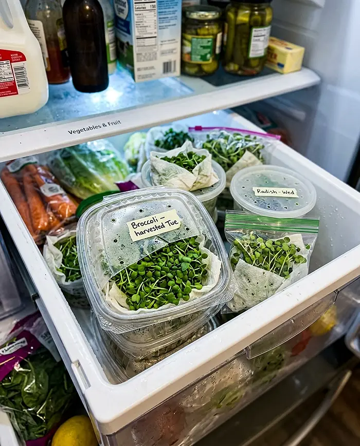 Low-Cost Microgreens System at Home 5 Freshly harvested microgreens stored in perforated containers in refrigerator