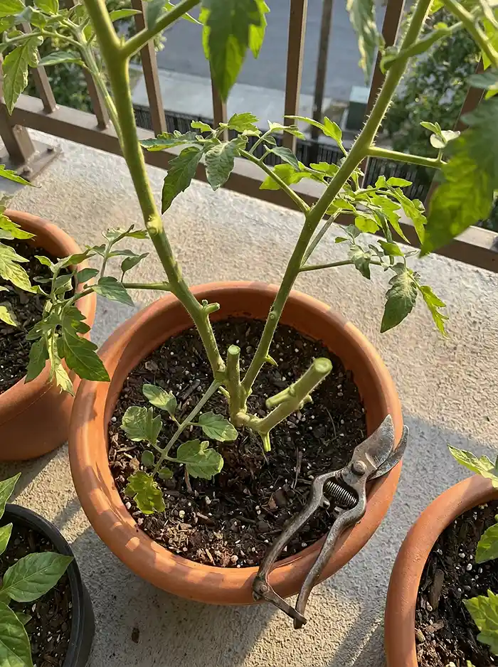 Freshly pruned container tomato plant with garden shears on balcony patio