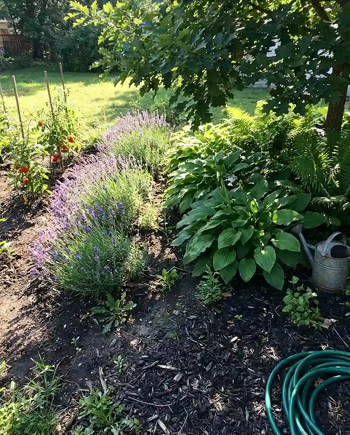 How to Choose the Right Plant for Your Light Conditions 3 Garden bed showing full sun and shaded areas with different plant types.