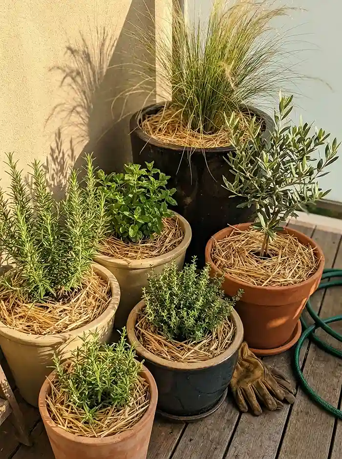 Summer Container Garden Care 4 Grouped container pots with mulch creating a shaded summer microclimate