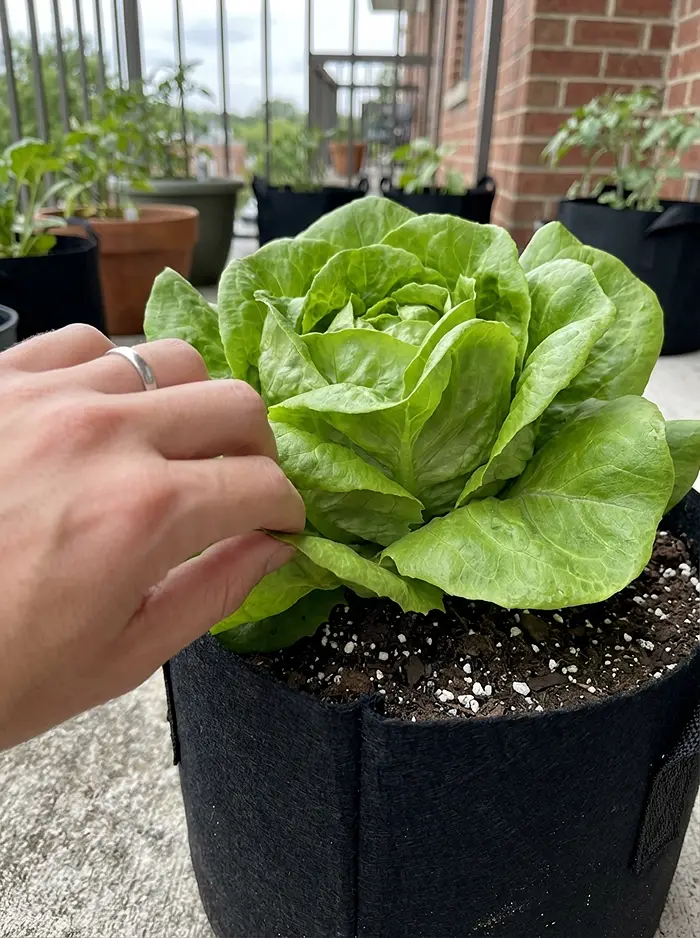 Leafy Greens for Beginners 2 Hand harvesting outer lettuce leaf using cut-and-come-again method in container