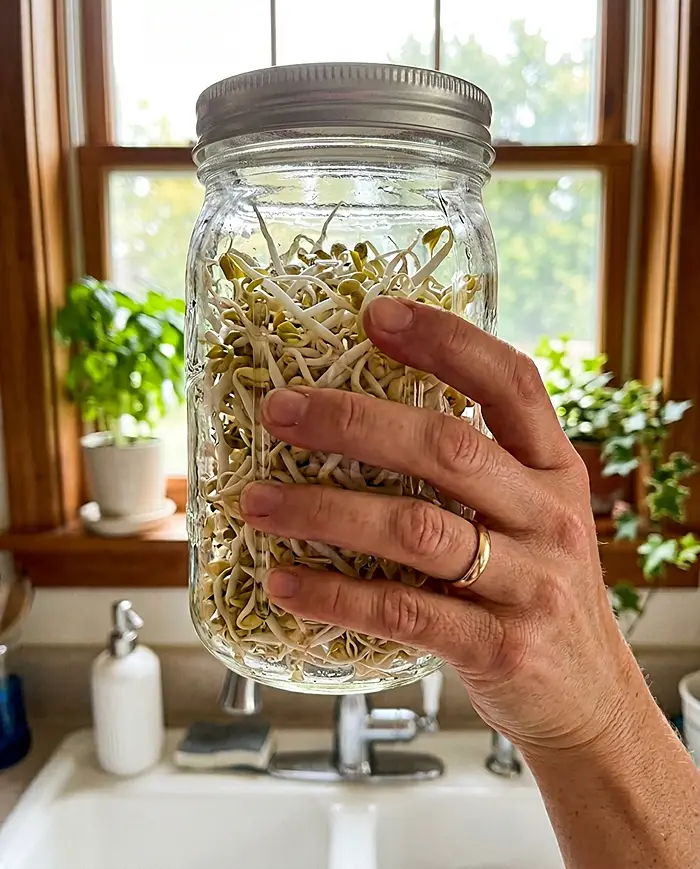 Are Microgreens More Nutritious Than Sprouts? 2 Hand holding jar fresh mung bean sprouts kitchen window