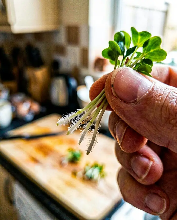 Growing Sprouts Safely at Home 4 Healthy sprout root hairs close up not mold contamination