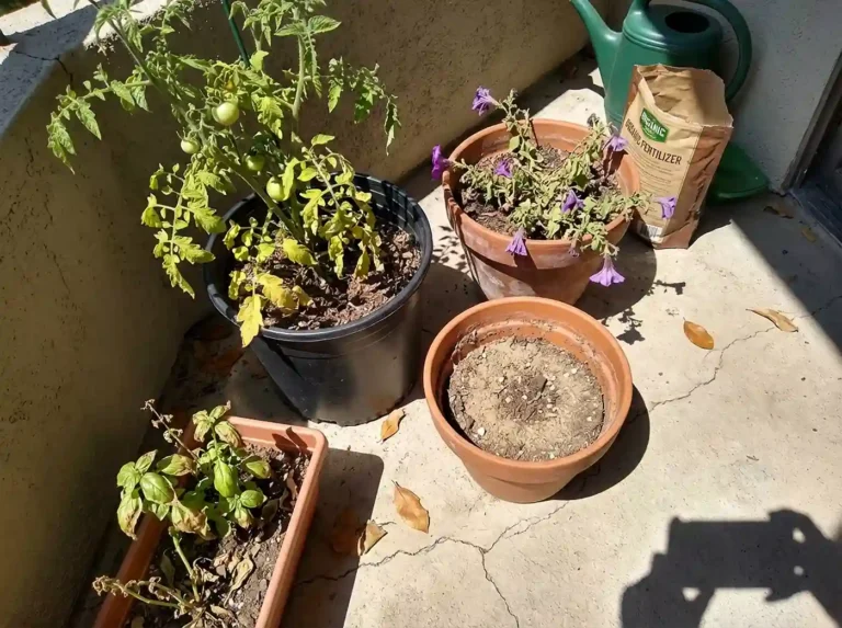 Heat-stressed container plants wilting on a sunny summer patio
