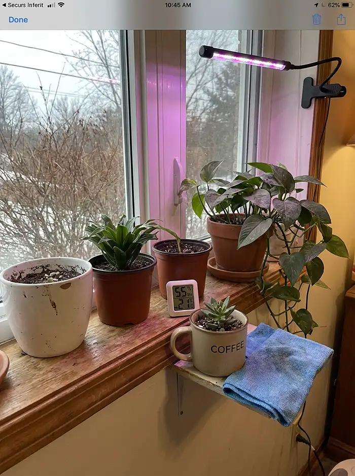 Winter Small-Space Gardening 3 Indoor plants under LED grow light on windowsill with hygrometer in winter