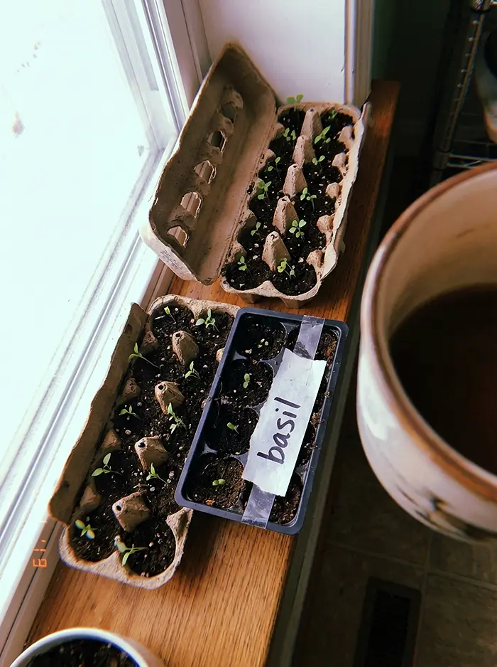 Indoor seedlings starting in egg carton on kitchen windowsill for spring garden