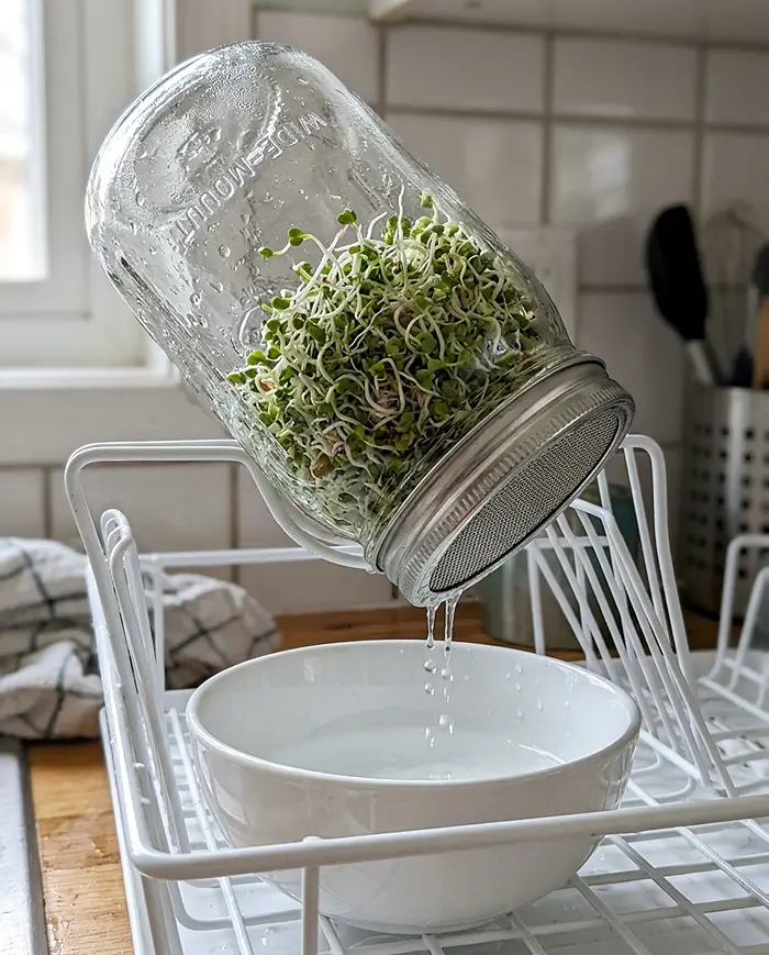 Growing Sprouts Safely at Home 3 Mason jar sprouts proper drainage forty five degree angle technique