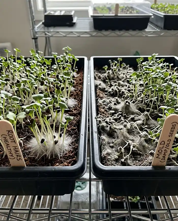 Common Microgreens Mistakes and How to Avoid Mold 2 Microgreens mold vs root hairs identification guide close up
